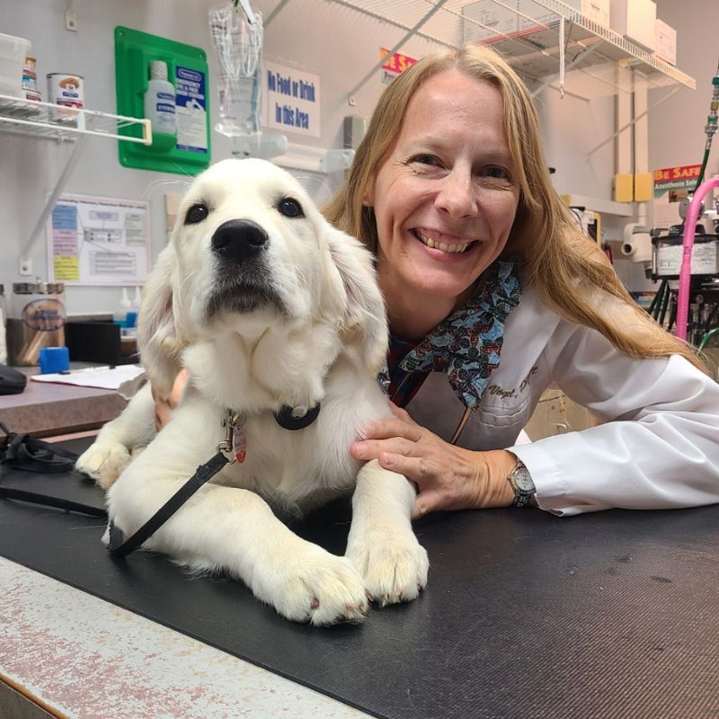 veterinary hospitals veterinary care